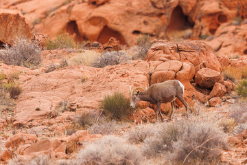 Wall Mural - Desert bighorn sheep in red rock mountains
