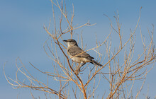 Western Mocking Bird On Tree. 