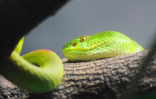 Snake In Forest (green Pit Viper)