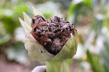 Bubble smut manifests itself in the form of pathological neoplasms galls usarium moniliforme synonym of F. verticillioides. Fusarium on the cob is the most common disease on the ears.