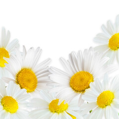 Wall Mural - Chamomile flowers close up on white background