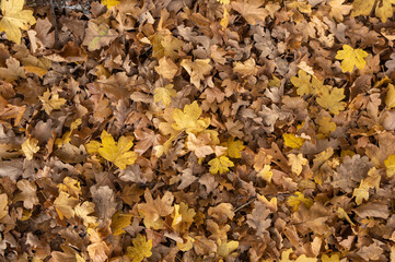 feuilles mortes sur le sol