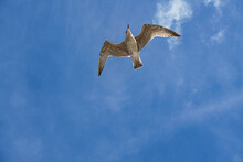 Seagull Flying In The Sky Over The Baltic Sea In Zingst.