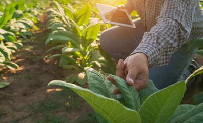 Farmers hands touch and select young tobacco leaves to collect information utilize the core data network in the Internet from tablet to validate for the development of crops.agriculture plantation