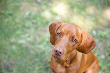 Beautiful Hungarian Vizsla Dog Portrait. Vizsla Hunting Dog Lying Down In A Garden And Looking To The Side. Dog Background.
