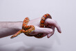 wąż zbożowy, ręka