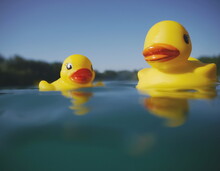 Two Rubber Ducks Floating On A Lake