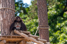 Gelada Baboon (Theropithecus Gelada) Sitting On A Platform In The Shade Of A Tree