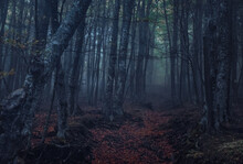 Forest In The Fog