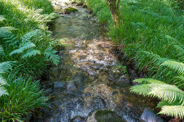 Wall Mural - Close up of a small stream or brook in in woodland