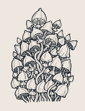 Psilocybin Hallucinogenic Magic Mushrooms. Hand Drawn Design Element. Engraving Style. Vector Illustration