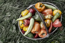 Bulgarian Pepper Fruits In A Basket On The Grass.