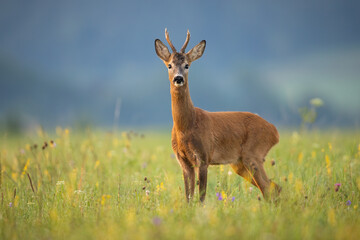 Wall Mural - alert roe deer, capreolus capreolus, buck looking into camera on a summer meadow with wildflowers. w