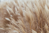 Fototapeta Boho - Abstract natural background of soft plants Cortaderia selloana. Pampas grass on a blurry bokeh, Dry reeds boho style. Fluffy stems of tall grass in winter