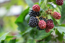A Branch With Blackberries
