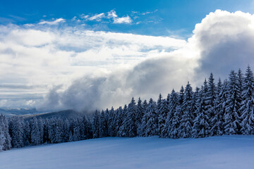 Wall Mural - Winterwunderland Thüringer Wald am Schneekopf - Thüringen - Deutschland