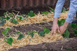 Covering young cucumber plants with straw mulch to protect against rapid drying and control weeds in the garden