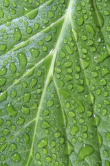 Hoja de àrbol verde de nervaduras marcadas con superficie cubierta por gotas de agua de lluvia, presenta un bonito diseño gràfico