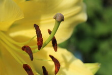 Stamens And Pistil Close-up Of A Yellow Lily. Pollination Fertilization Reproduction By Pollination Floriculture In Biology Of Nature