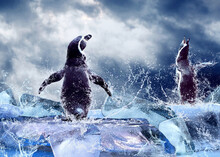 Penguin In Water