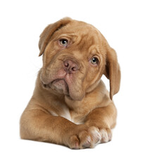 Dogue De Bordeaux Isolated On White