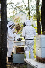 Two Beekeepers Harvesting Honey From Bee Hives In Aussie Bushland