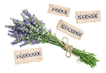 Sticker - lavender flowers isolated on white background