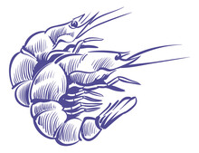 Shrimp Sketch. Blue Ink Seafood Hand Drawing
