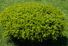 Huge Bush Of Boxwood Buxus Sempervirens Or European Box With Bright Shiny Young Green Foliage On Blurred Green Background. Close-up, Selective Focus. Perfect Backdrop For Any Natural Theme.