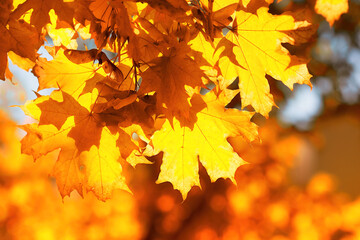 autumn leaves on the sun and blurred trees . fall mood background. autumn background with maple leav