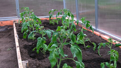 Poster - polycarbonate greenhouse with tomato and pepper seedlings