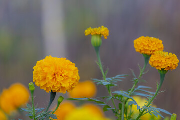 Wall Mural - Selective focus of yellow flower in the garden, Tagetes erecta the Mexican marigold or Aztec marigold is a species of the genus Tagetes, Nature floral background.