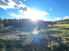 Wild Horses Grazing On A Meadow Againt Sun