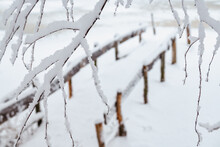 A Snow-covered Tree Branches In Front Of A Wooden Bridge At A Frozen River In Winter.