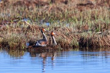 Poster - Great crested grebe birds at the nest in a wetland