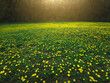 field of dandelions at sunset, spring background