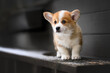 cute red corgi puppy standing on a bench outdoors, close up portrait