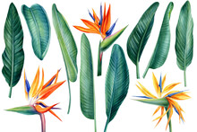 Tropical Set, Flowers And Green Palm Leaves Strelitzia, Watercolor Illustration, Botanical Painting, Jungle Design