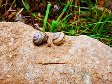 Snails On A Rock