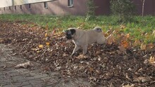 Pug Dog Marks Territory Pissing To Autumn Leaves And Then Rows The Ground And Going Away. Pet Behavior 
