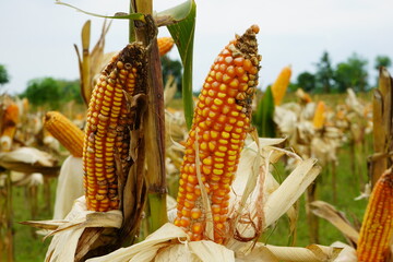 Moldy corn. View of corn with Ear Rot, damage commonly caused by insect infestations. Rotten corn with mold.  Aflatoxin Aspergillus flavus and Aspergillus parasiticus. Used for food and animal feed. 