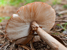 Mushroom Amanita Muscaria In The Woods