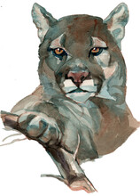 The Puma Watercolor Portrait