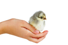 Tiny Gray Chicken On Human Palm