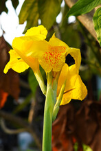 Yellow Canna Flower In The Garden.