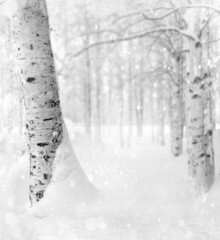 Wall Mural - Winter background. Winter landscape with snowy birch trees in the park. Snow covered birch grove.
