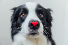 St. Valentine's Day Concept. Funny Portrait Cute Puppy Dog Border Collie Holding Red Heart On Nose Isolated On White Background. Lovely Dog In Love On Valentines Day Gives Gift