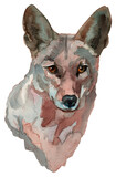 Fototapeta Młodzieżowe - The coyote watercolor portrait