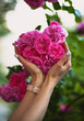Beautiful woman's hands holding heart shaped bouquet of pink roses