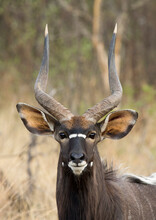 A Close-up Portrait Of A Nyala (Tragelaphus Angasii) Antelope Looking At The Camera With His Long Horns, Big Ears And Beautiful Dark Brown Coat.